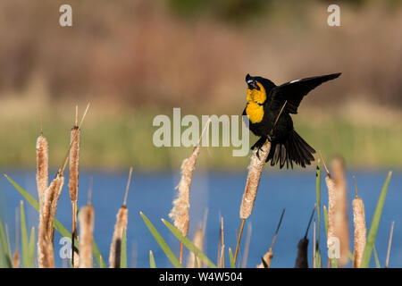 Ein männlicher Yellow-Headed Amsel singt und breitet seine Flügel, als er die Weibchen Gerichte. Stockfoto