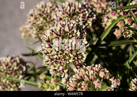 Antilope horn milkweeds Blüte an Straßenrändern während der frühen Frühling in die Chihuahuan Wste. Stockfoto