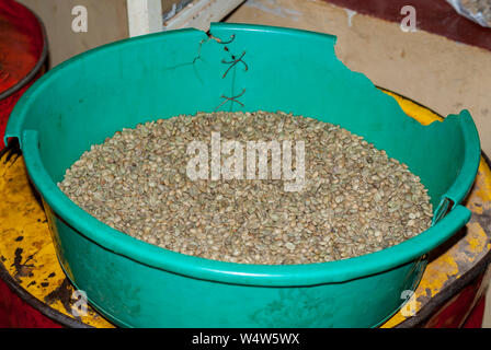 Wiederverwendet und Plastik Schüssel mit getrockneten Kaffee (Coffea arabica) Bohnen in Äthiopien repariert Stockfoto