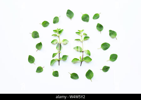 Frischen Oregano auf weißem Hintergrund. Stockfoto