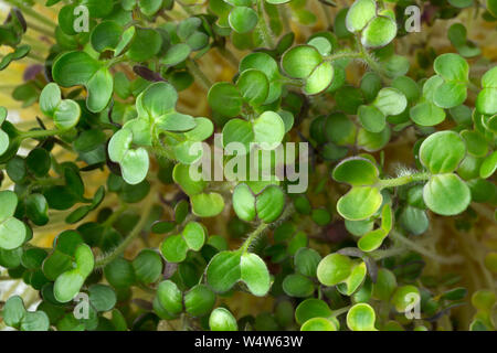 Frisch wachsenden Senf Kresse Keimsprossen close up full frame Stockfoto