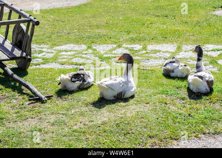 Familie der Hausgänse Beweidung auf den Rasen im Innenhof der alten Burg in Rakvere. Stockfoto