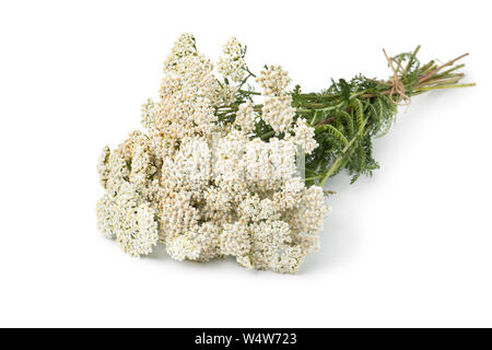 Frisch gepflückt Blumenstrauß aus den weißen Common yarrow Blumen auf weißem Hintergrund Stockfoto