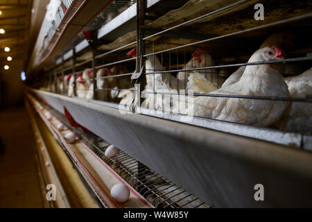 Türkei Bandirma, Hen Farm für die Eierproduktion, die nach Istanbul und Bursa, das Huhn Mist geliefert werden, für die in der Nähe Edincik Biogasanlage der Firma Telko, wo Hühner mist Gas, das für die Erzeugung von elektrischem Strom/TUERKEI Bandirma, Huehnerfarmen verwendet wird fermentiert wird, Legebatterie fuer die taegliche Eierproduktion, Lieferung von 1,5 Mio. Eiern / Bursa und Istanbul, der huehnermist wird neuerdings ein sterben Edincik Biogasanlage der Firma Telco geliefert, hier wird Huehnermist zu Biogas und Strom Stockfoto