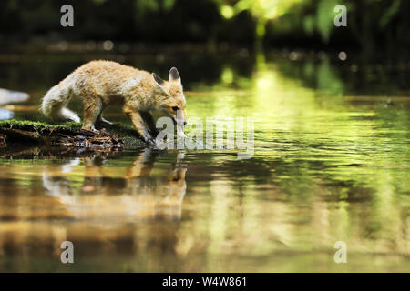 Junge Füchsin von Red fox Aufenthalt auf Stein essen wenig Fisch - Vulpes vulpes Stockfoto