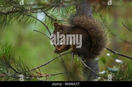 Ein Berg Eichhörnchen snacking hoch in einer Kiefer. Stockfoto