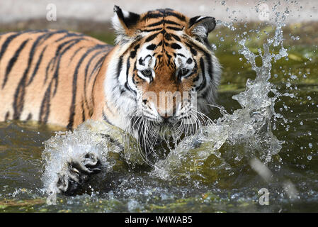 Amur tiger Minerva kühlt sich in ihrem Pool an der Woburn Safari Park in Bedfordshire, Großbritannien der heißeste Juli Tag auf Aufzeichnung überschritten hat, mit 36,9 Grad Celsius in Heathrow aufgezeichnet wird. Der britischen Rekord von 38,5 Grad kann später am Nachmittag gebrochen werden. Stockfoto