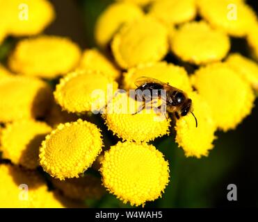 Nahaufnahme des Hover Fütterung auf gelbe Blume Staats Tansy Fliegen. Stockfoto