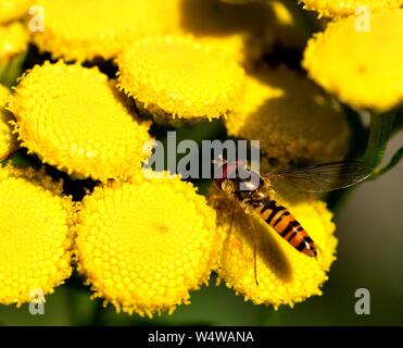 Nahaufnahme des Hover Fütterung auf gelbe Blume Staats Tansy Fliegen. Stockfoto