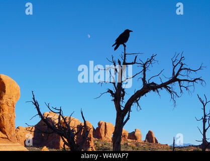 Silhouette eines Raben auf einem unfruchtbaren Baum mit den roten Felsen von Arches National Park im Hintergrund. Stockfoto