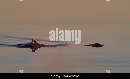 UK Wildlife: Mutter und Kalb SCHWEINSWAL (PHOCOENA PHOCOENA) Schwimmen in den ruhigen Wassern aus Kilchattan Bay, Isle of Bute bei Sonnenuntergang, Schottland Stockfoto