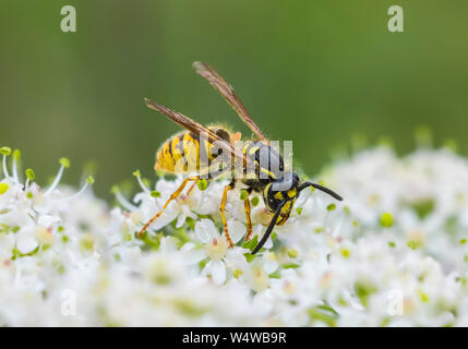 Vespula Vulgaris (Gemeinsame Wasp, Wasp, gemeinsame Gelb-Jacke Wasp) im Sommer in West Sussex, England, UK. Stockfoto