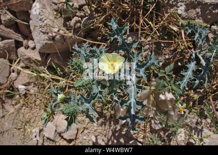 Thistle mit gelben Blumen auf staubigen Boden Stockfoto