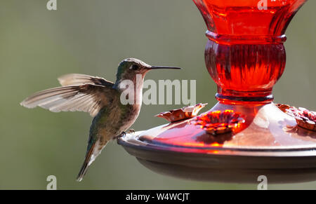 Ein kleiner Kolibri immer bereit für ein Getränk Stockfoto