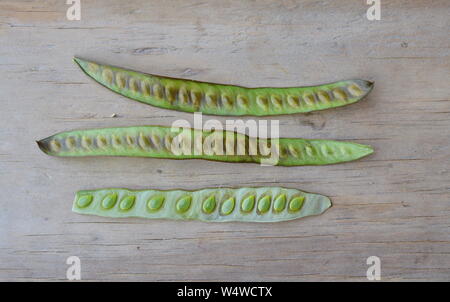 Frische acacia auf Holzbrett Stockfoto