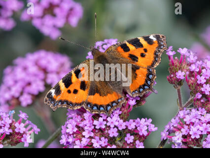 Ein schönes frisch aufgetaucht Schmetterling kleiner Fuchs (Nymphalis urticae) auf einem eisenkraut Blüte absorbiert die Wärme von der Sonne, wie Sie Feeds ruht Stockfoto