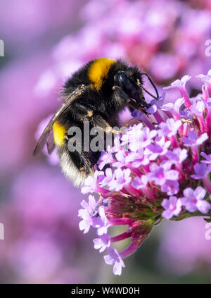 Weißschwanzbumblebee, (Bombus lucorum), beschäftigt Bestäubung einer lila Verbena Blume