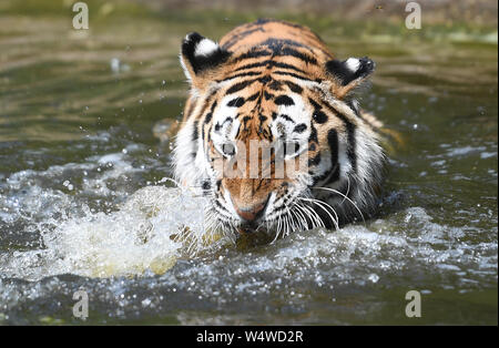 Amur tiger Minerva kühlt sich in ihrem Pool an der Woburn Safari Park in Bedfordshire, Großbritannien der heißeste Juli Tag auf Aufzeichnung überschritten hat, mit 36,9 Grad Celsius in Heathrow aufgezeichnet wird. Stockfoto