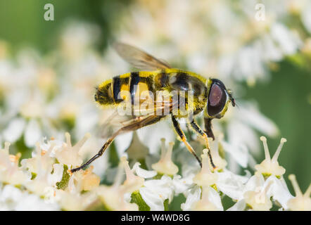 Myathropa florea. Makro Nahaufnahme von gelben Haaren Sonne im Sommer in West Sussex, England, UK Fliegen. Insekt. Fliegen. Sunflies. Stockfoto