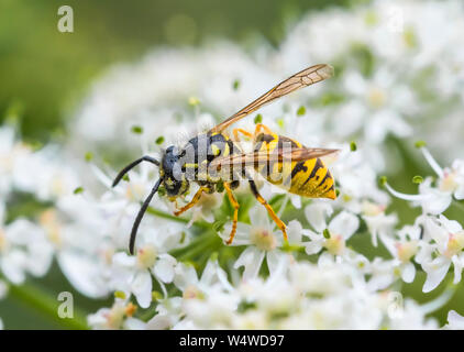 Vespula Vulgaris (Gemeinsame Wespen, Europäischen Wespen, gemeinsame Gelb - Jacken Wasp) im Sommer in West Sussex, England, UK. Stockfoto