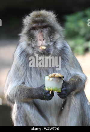 Ein barbary macaque genießt eine gefrorene Früchte und Mutter behandeln an der Woburn Safari Park in Bedfordshire am Woburn Safari Park in Bedfordshire, Großbritannien der heißeste Juli Tag auf Aufzeichnung überschritten hat, mit 36,9 Grad Celsius in Heathrow aufgezeichnet wird. Stockfoto