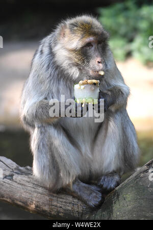 Ein barbary macaque genießt eine gefrorene Früchte und Mutter behandeln an der Woburn Safari Park in Bedfordshire am Woburn Safari Park in Bedfordshire, Großbritannien der heißeste Juli Tag auf Aufzeichnung überschritten hat, mit 36,9 Grad Celsius in Heathrow aufgezeichnet wird. Stockfoto