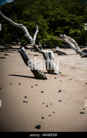 Versteinertes Holz an einem Sandstrand auf der grossen Insel von Hawaii Stockfoto