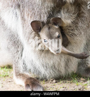 Red-necked Wallaby oder Bennetts Wallaby, Macropus rufogriseus Baby suchen von ihren Müttern Tasche Stockfoto