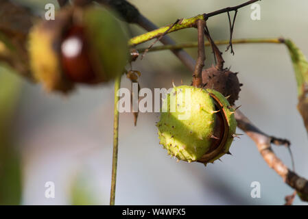 Rosskastanie, Aesculus hippocastanum im Herbst mit halb geöffneten Früchte Stockfoto