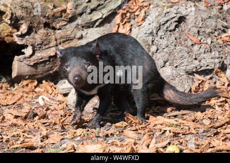 Tasmanische Teufel, Sarcophilus harrisii, in die Kamera schaut Stockfoto