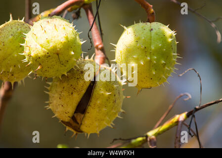 Rosskastanie, Aesculus hippocastanum im Herbst mit halb geöffneten Früchte Stockfoto