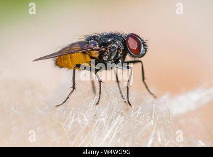 Männliche Musca autumnalis (Gesicht fliegen, Herbst, Herbst fliegen Stubenfliege, Herbst Haus fliegen) in der Nähe von Rinder im Sommer in West Sussex, England, UK. Stockfoto