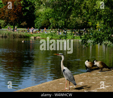 Ein Graureiher am See in St. James's Park, Central London an einem heißen, sonnigen Tag. Stockfoto