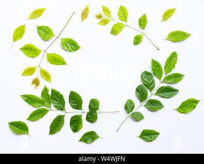 Rahmen aus grünen Blättern auf weißem Hintergrund. Stockfoto