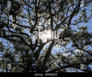 Am späten Nachmittag Sonne scheint durch eine Kiefer. Stockfoto