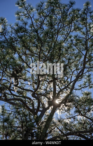 Am späten Nachmittag Sonne scheint durch eine Kiefer. Stockfoto