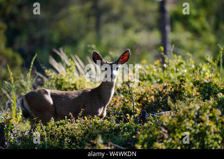 Ein junger Bock steht in einer Waldlichtung am späten Nachmittag. Stockfoto
