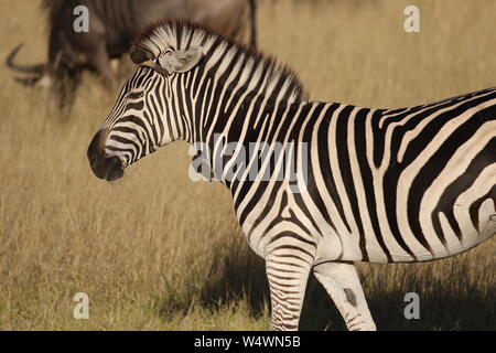 Zebra in Simbabwe Stockfoto