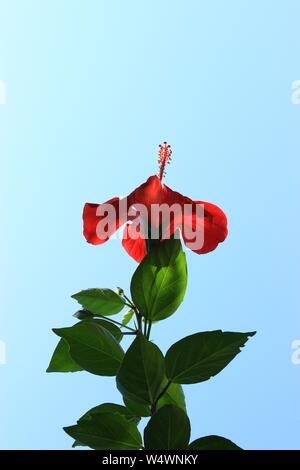 Nahaufnahme einer roten Blume von hibiskus am Stiel mit grünen Blättern Hintergrund Blick auf klaren blauen Himmel Stockfoto