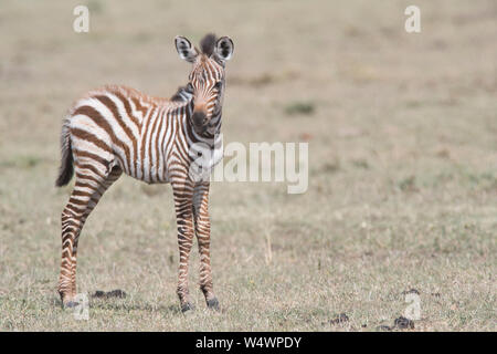 Junge Fohlen von gemeinsamen oder Ebenen Zebras (Equus quagga) Stockfoto