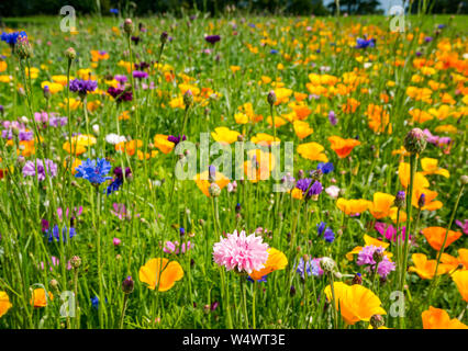 Farbenfrohe Sommer wilde Blumen mit Mischung von Sorten mit Kornblumen, Centaurea cyanus, Lodge, North Berwick, East Lothian, Schottland, Großbritannien Stockfoto