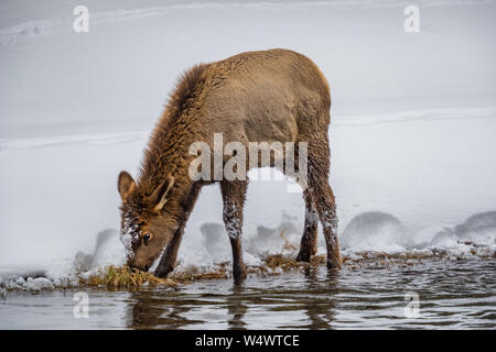 Baby Elch sucht im Winter am Flussufer in Yellowstone nach Nahrung Stockfoto