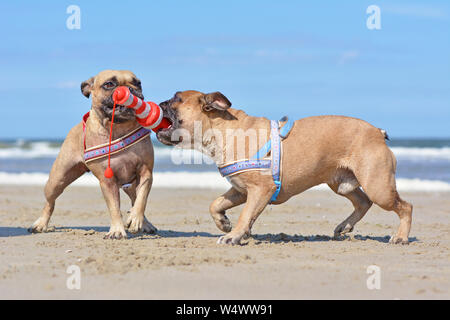 Zwei ähnlich aussehende braune Französische Bulldogge hunde Tauziehen spielen zusammen mit einem Leuchtturm-förmige Hund Spielzeug auf den Sommerurlaub am Strand Stockfoto