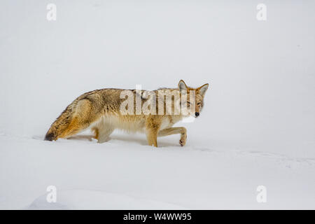 Coyote sucht im Winter in Yellowstone nach Nahrung Stockfoto