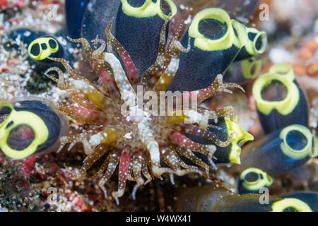 Schwimmen Anemone [Boloceroides mcmurrichi] und Stolzierte Ascidian [Clavelina robusta]. Lembeh Strait, Nord Sulawesi, Indonesien. Stockfoto