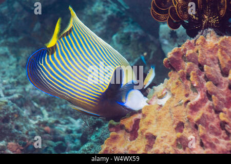 Imperator kaiserfisch (Pomacanthus imperator) Fütterung mit Schwamm. Misool, Raja Ampat, West Papua, Indonesien. Stockfoto