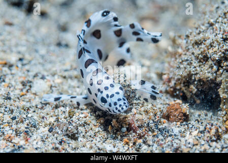 Juvenile Barramundi Cromileptes altivelis Cod []. Lembeh Strait, Nord Sulawesi, Indonesien. Stockfoto