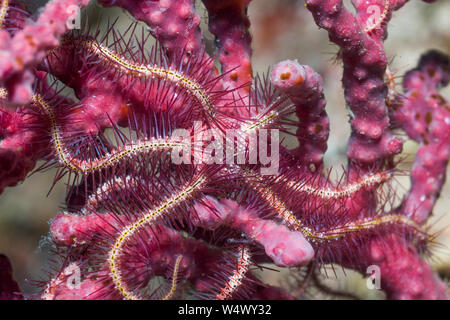 Ophiothrix Brittlestar [Arten] auf weichen Korallen. West Papua, Indonesien. Indo-West Pazifik. Stockfoto