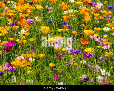 Farbenfrohe Sommer wilde Blumen mit Mischung von Sorten mit Kornblumen, Centaurea cyanus, Lodge, North Berwick, East Lothian, Schottland, Großbritannien Stockfoto