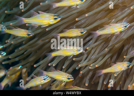 [Cardinalfish Apogon sp.] schwimmen Vergangenheit eine Anemone. Nord Sulawesi, Indonesien. Stockfoto